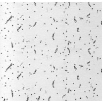 Плита 60х60 Байкал ( Trento ) 12мм ( Германия ) Плита 60х60 Байкал ( Trento ) 12мм ( Германия )-0